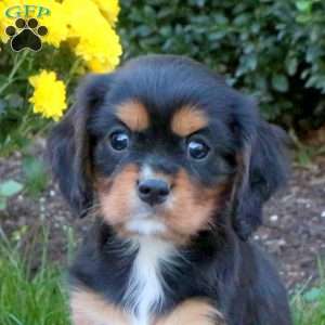 Jordan, Cavalier King Charles Spaniel Puppy