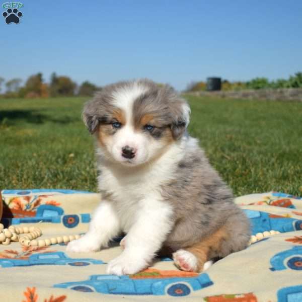 Jordon, Australian Shepherd Puppy