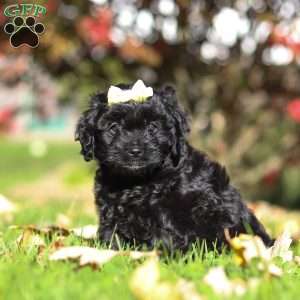 Josephine, Cavapoo Puppy