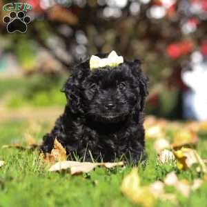 Josephine, Cavapoo Puppy