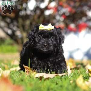 Josephine, Cavapoo Puppy