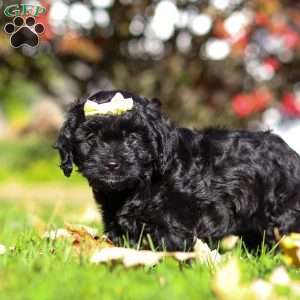 Josephine, Cavapoo Puppy