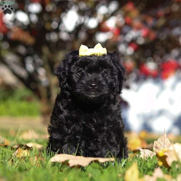 Josephine, Cavapoo Puppy