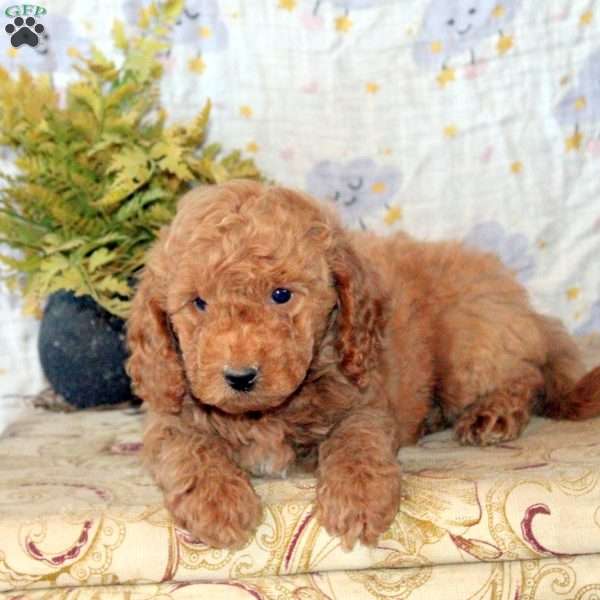 Josh, Mini Goldendoodle Puppy