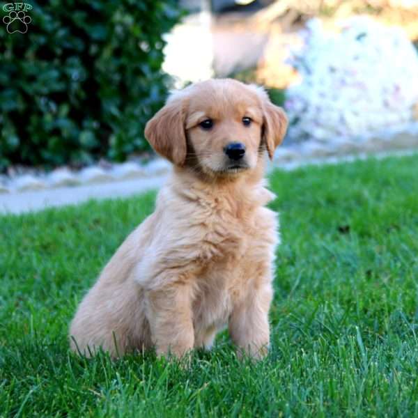 Josh, Golden Retriever Puppy