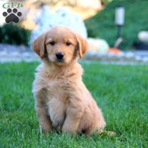 Josh, Golden Retriever Puppy