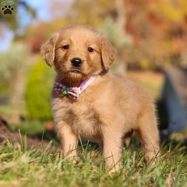 Josie, Golden Retriever Puppy