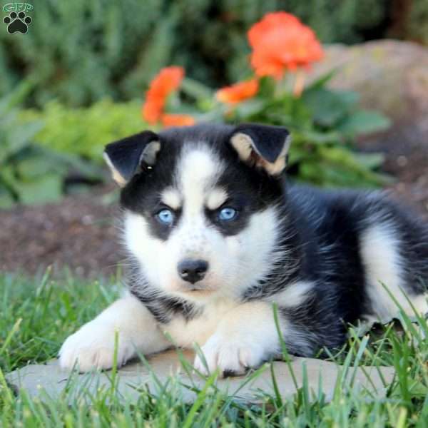 Josie, Pomsky Puppy