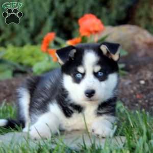 Josie, Pomsky Puppy