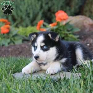 Josie, Pomsky Puppy