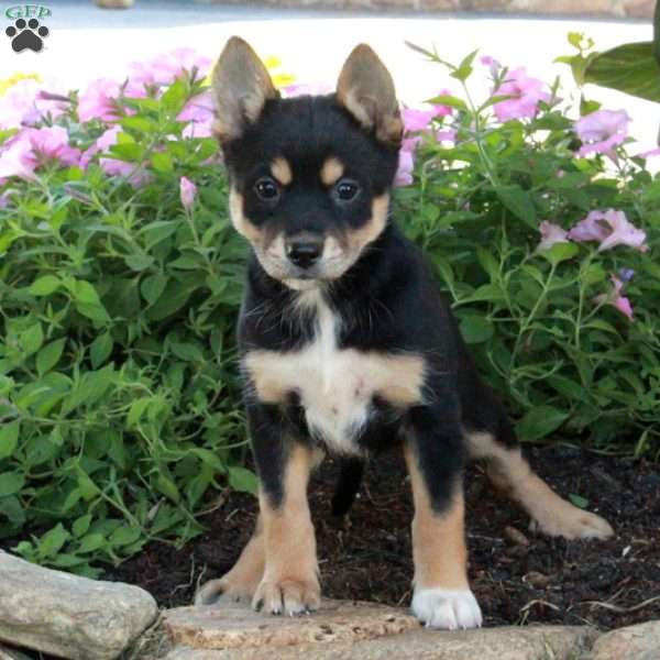 Joy, Fox Terrier Mix Puppy