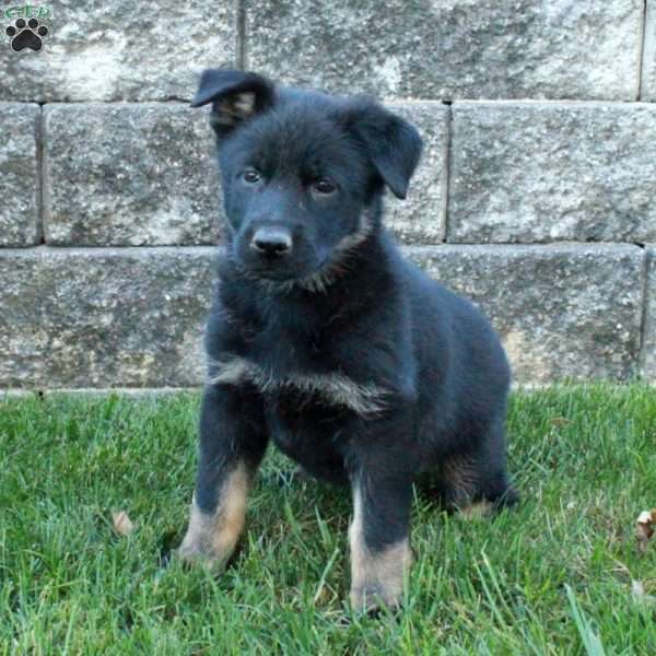 Joy, German Shepherd Puppy