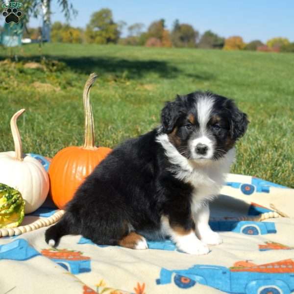 Joy, Australian Shepherd Puppy