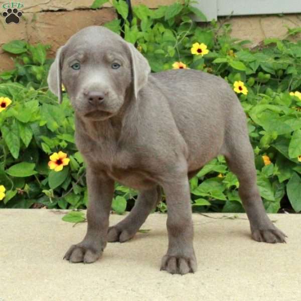 Joy, Silver Labrador Retriever Puppy