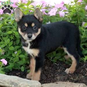 Joy, Fox Terrier Mix Puppy