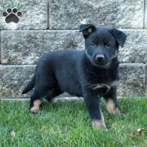 Joy, German Shepherd Puppy