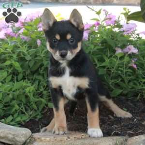 Joy, Fox Terrier Mix Puppy