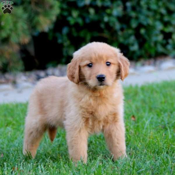 Joy, Golden Retriever Puppy