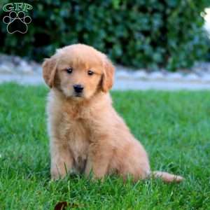 Joy, Golden Retriever Puppy