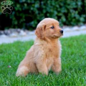 Joy, Golden Retriever Puppy