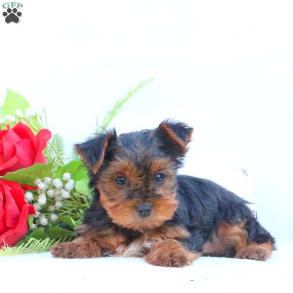 Jude, Yorkie Puppy