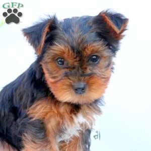 Jude, Yorkie Puppy