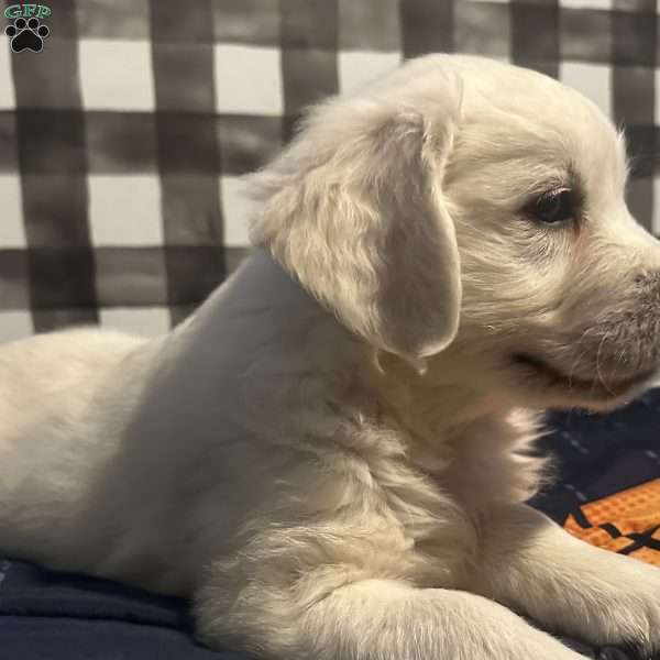 Jude, English Cream Golden Retriever Puppy