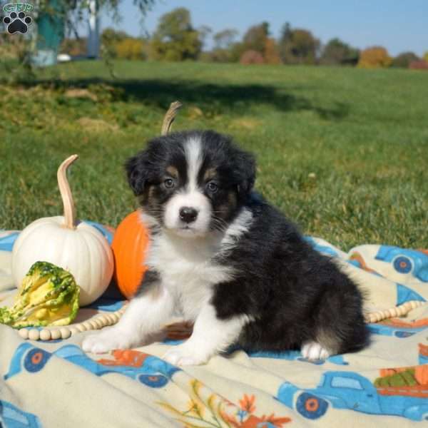 Judy, Australian Shepherd Puppy