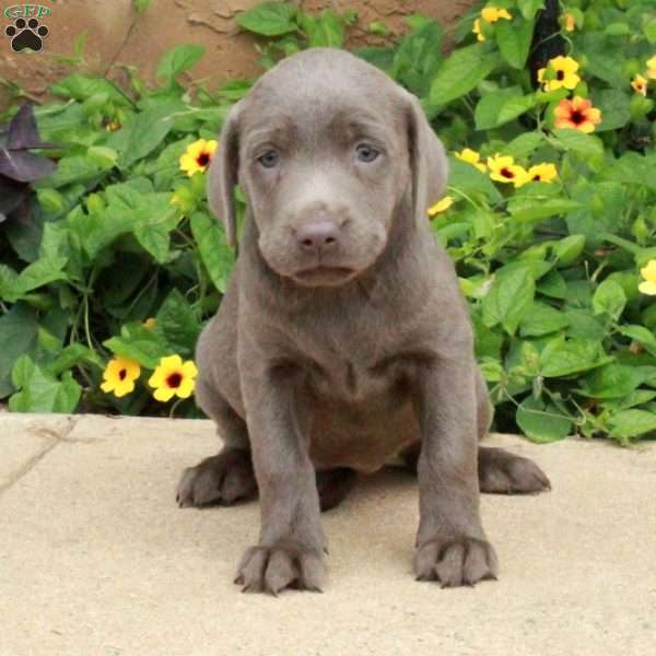 Julep, Silver Labrador Retriever Puppy