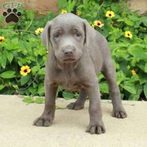 Julep, Silver Labrador Retriever Puppy