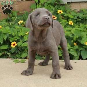 Julep, Silver Labrador Retriever Puppy