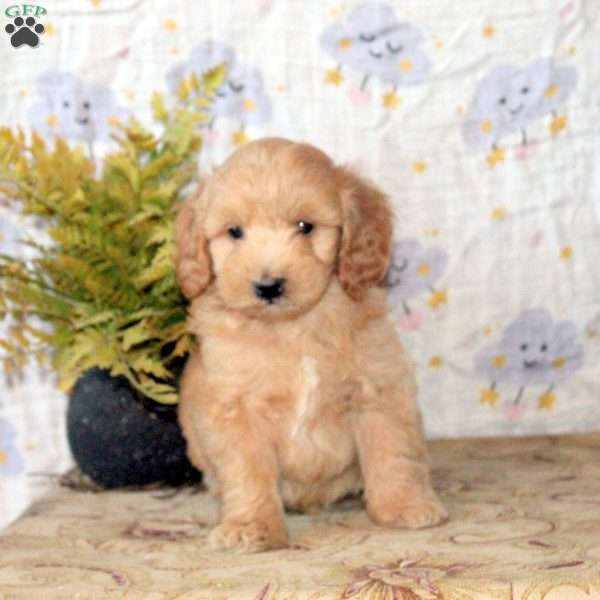 Julian, Mini Goldendoodle Puppy