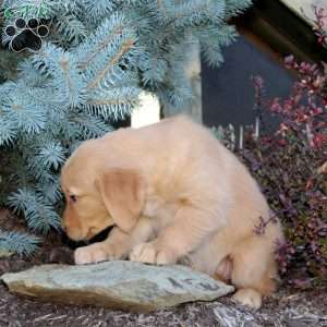 Julie, Golden Retriever Puppy