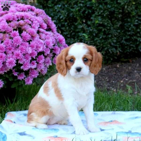 Julie, Cavalier King Charles Spaniel Puppy