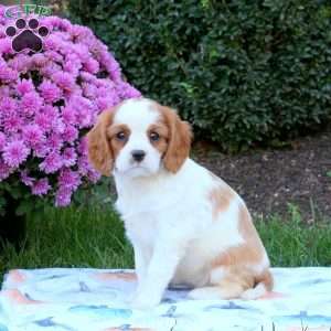 Julie, Cavalier King Charles Spaniel Puppy