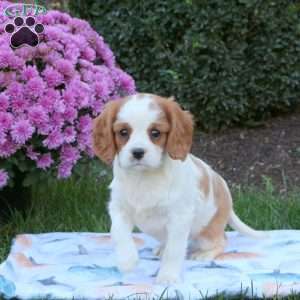 Julie, Cavalier King Charles Spaniel Puppy