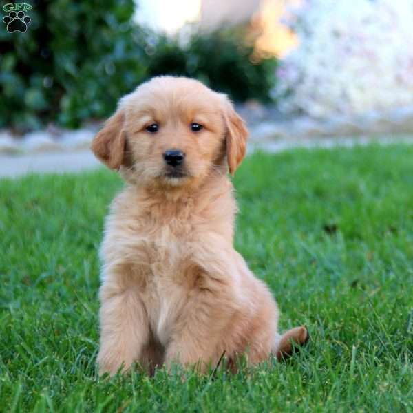 Julie, Golden Retriever Puppy