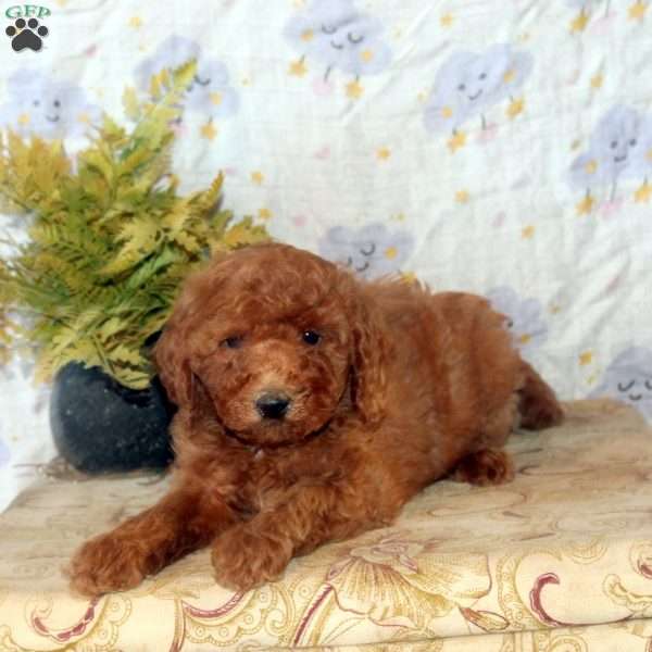 Juliet, Mini Goldendoodle Puppy