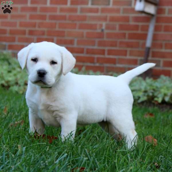 Juliet, Yellow Labrador Retriever Puppy