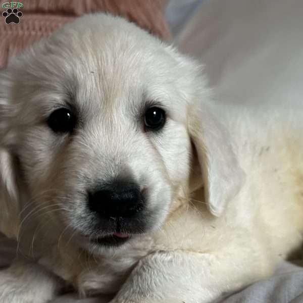 Juliet, English Cream Golden Retriever Puppy