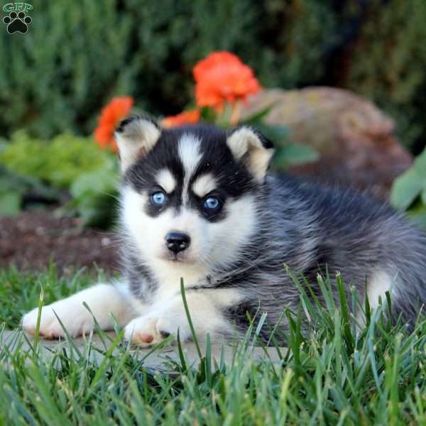 June, Pomsky Puppy