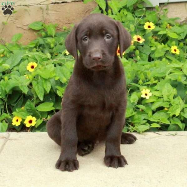 June, Chocolate Labrador Retriever Puppy