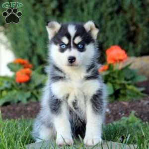 June, Pomsky Puppy