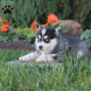 June, Pomsky Puppy