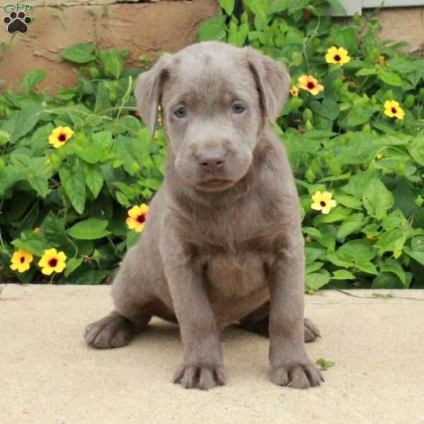 Junior, Silver Labrador Retriever Puppy