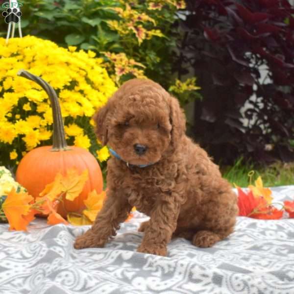 Junior, Mini Goldendoodle Puppy