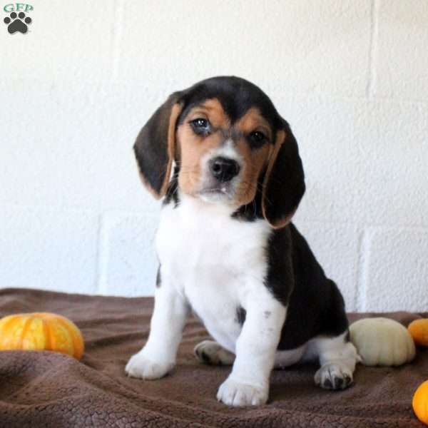 Junior, Beagle Puppy