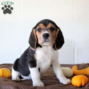 Junior, Beagle Puppy