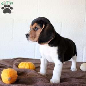 Junior, Beagle Puppy