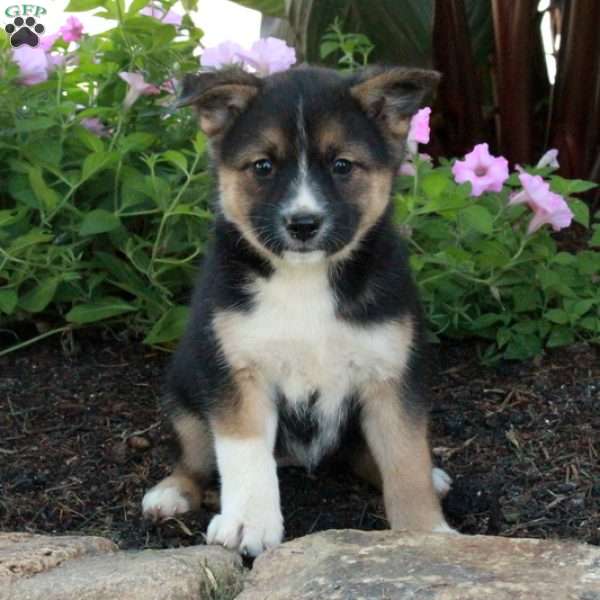 Juniper, Fox Terrier Mix Puppy